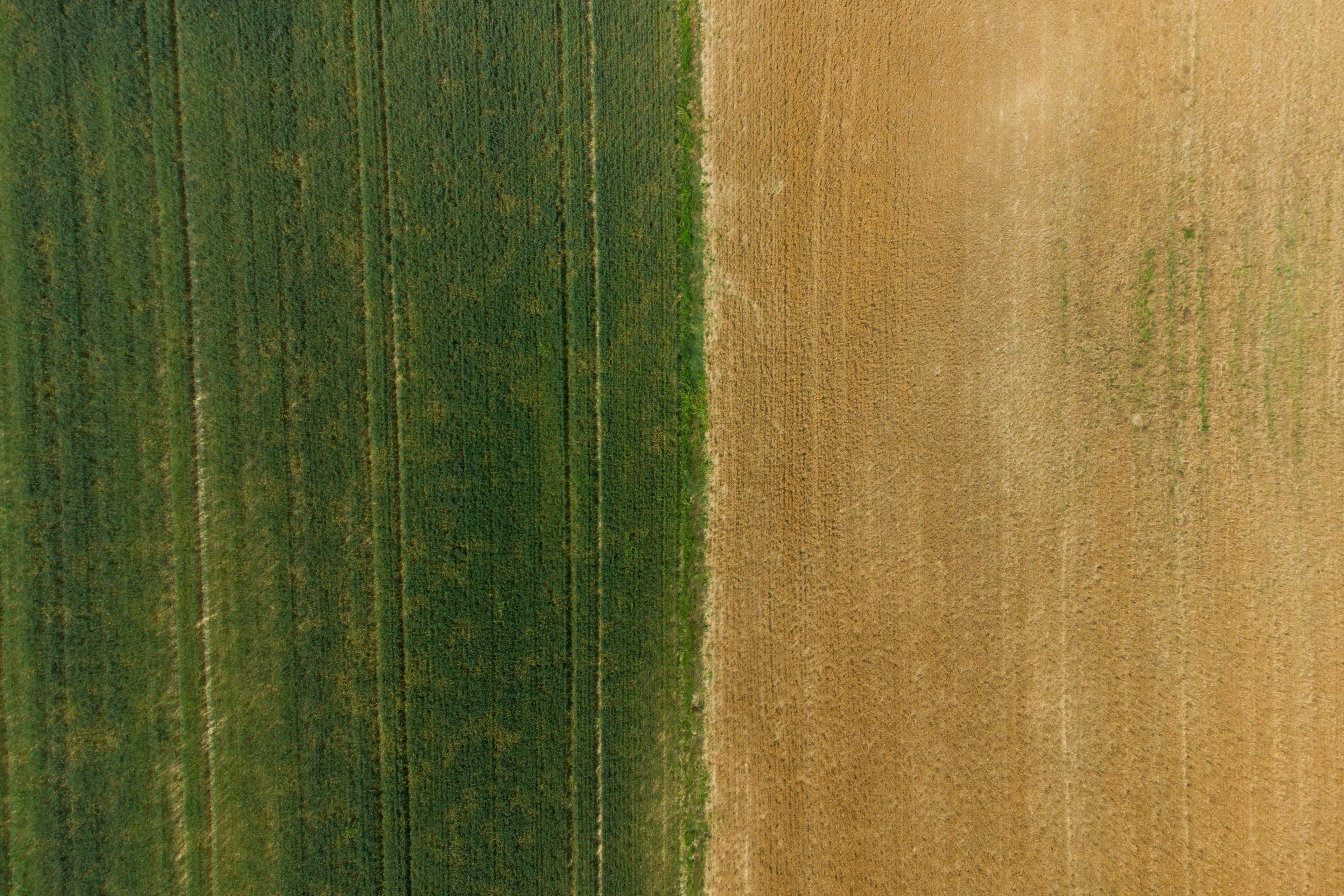 Is the grass really greener on the other side—or where it is watered?