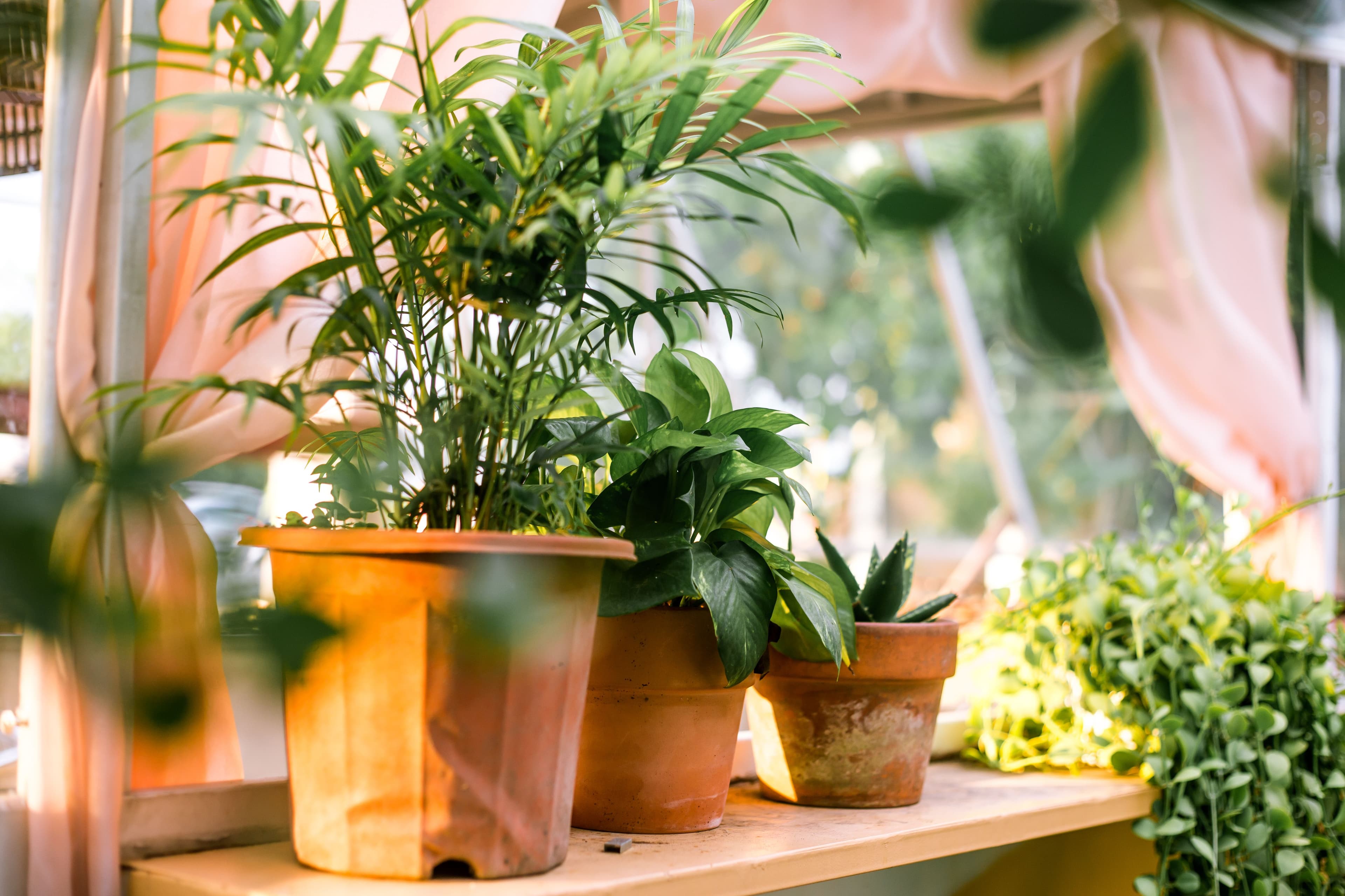 How Plants and Natural Light at Home Can Improve Mood
